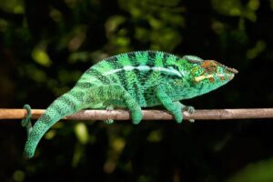chameleónovité